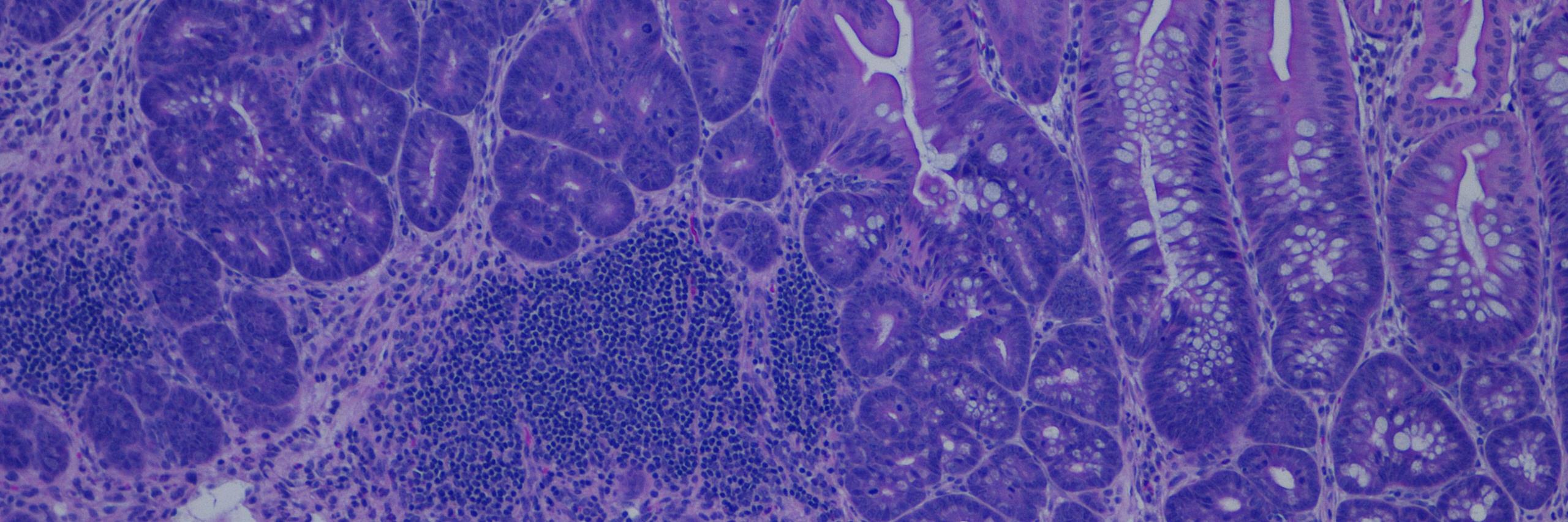 IMMUNOLAB's profile banner image