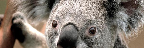 TwitSozler Profile Banner