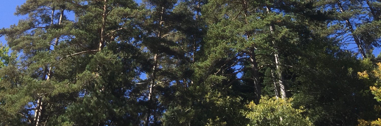 sefergulcicek's profile banner image