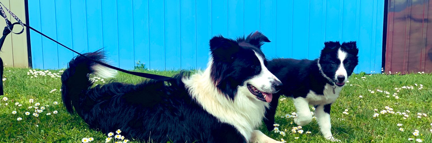 Halboop's profile banner image