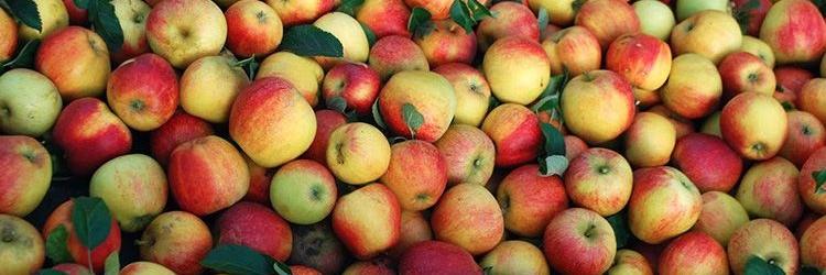ciderfestLA's profile banner image