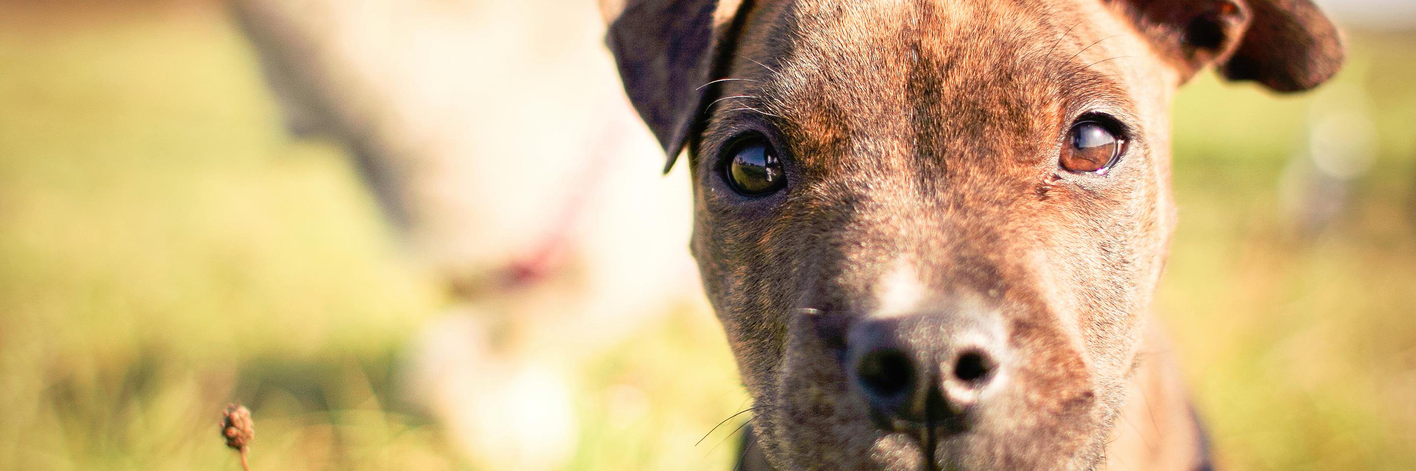 LivelyPet's profile banner image