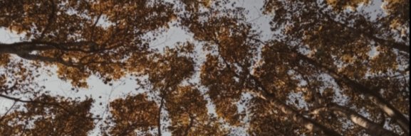 Nephemia's profile banner image
