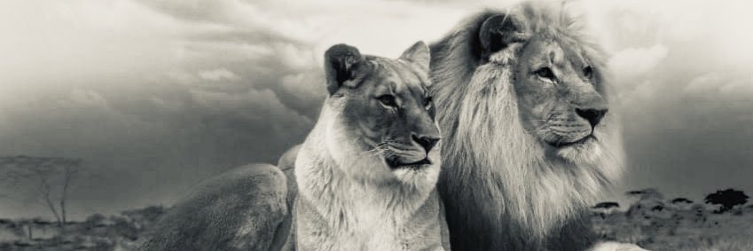 ÖZGE banner