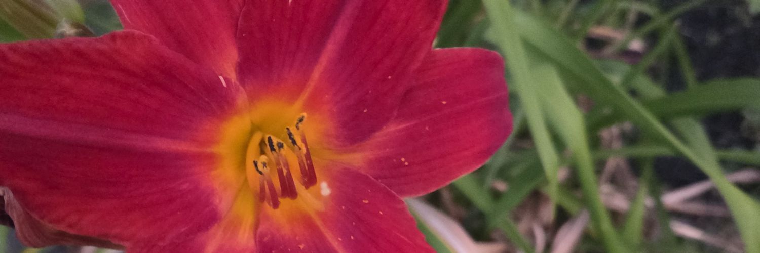 BleoMariee's profile banner image