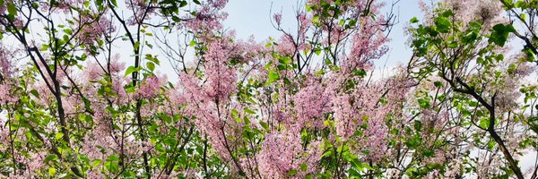 metastellar Profile Banner