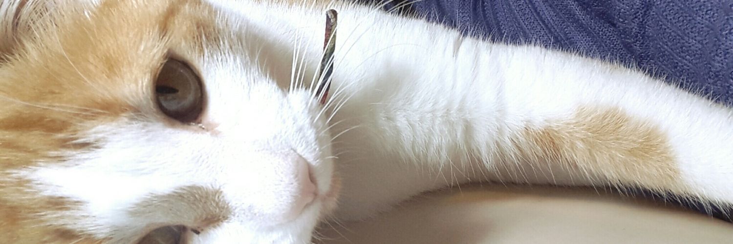 CamiPesce_'s profile banner image