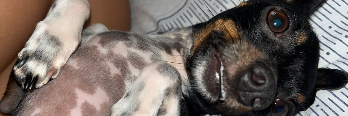 Lula_moluscas's profile banner image