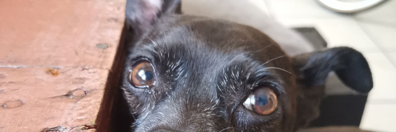 starrystarrymay's profile banner image