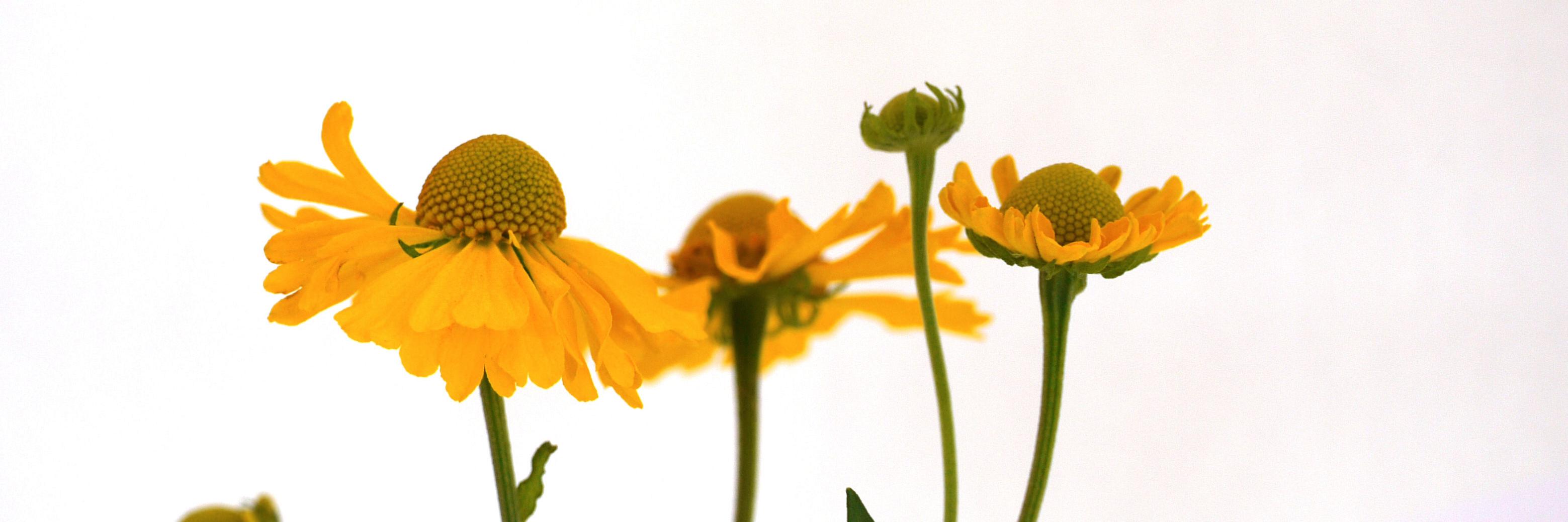rosemaryplatts's profile banner image