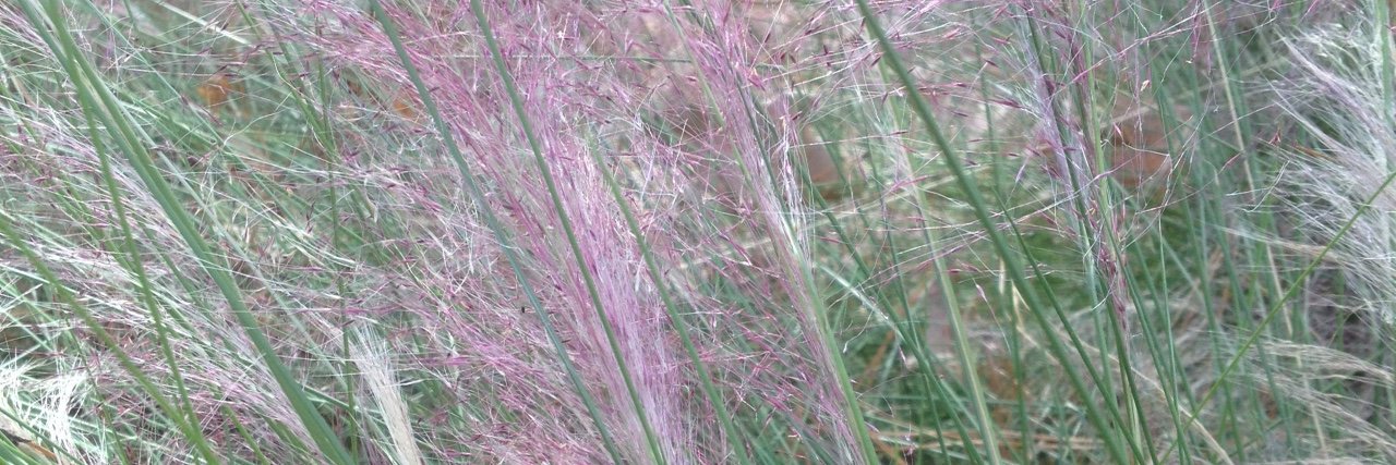 Steen Library @ SFA banner
