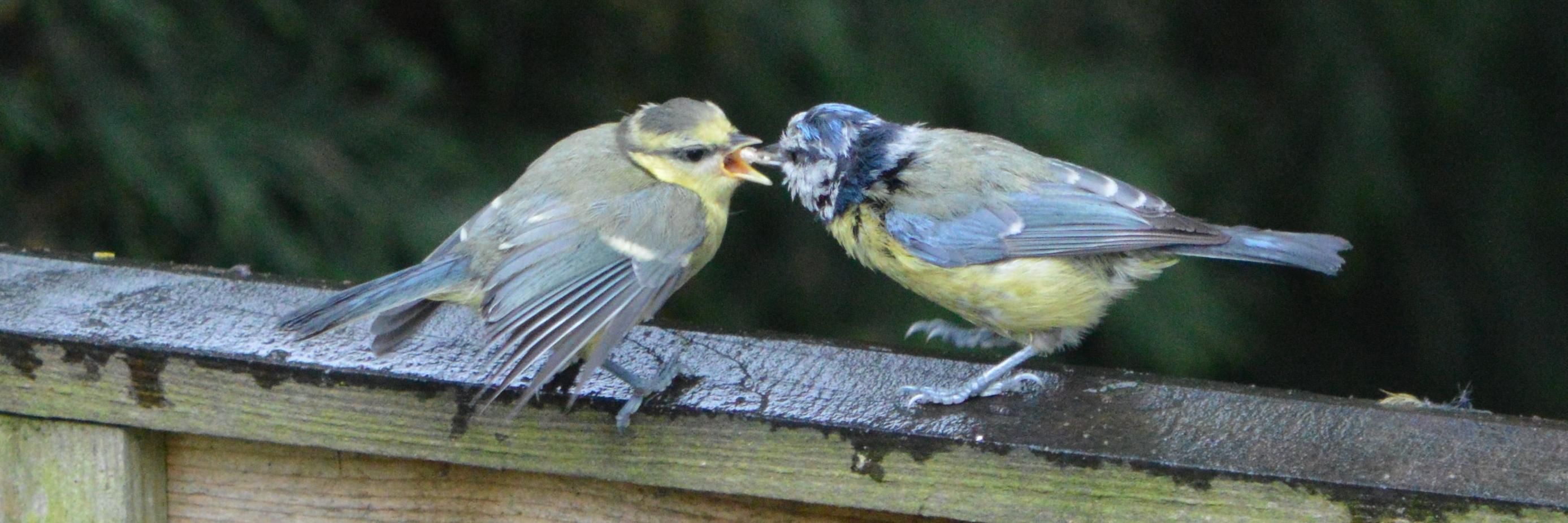 Hethersett Birdlife banner