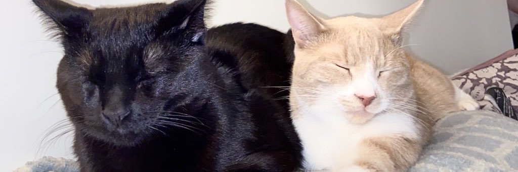 pea 🫛 banner