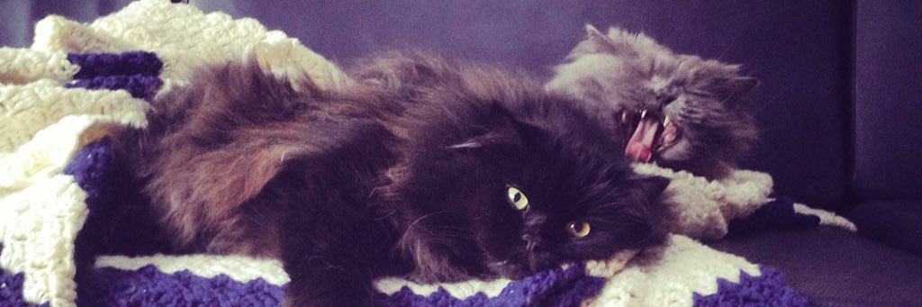 🍷allison arth🍕 she / they banner