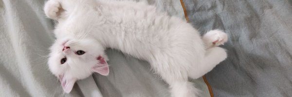 Cate_Lawrence Profile Banner