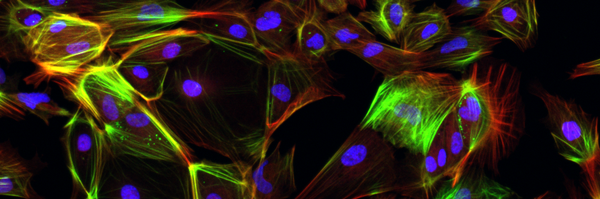 WillBernard_ Profile Banner