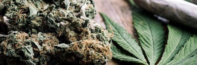 Dav_weed's profile banner image