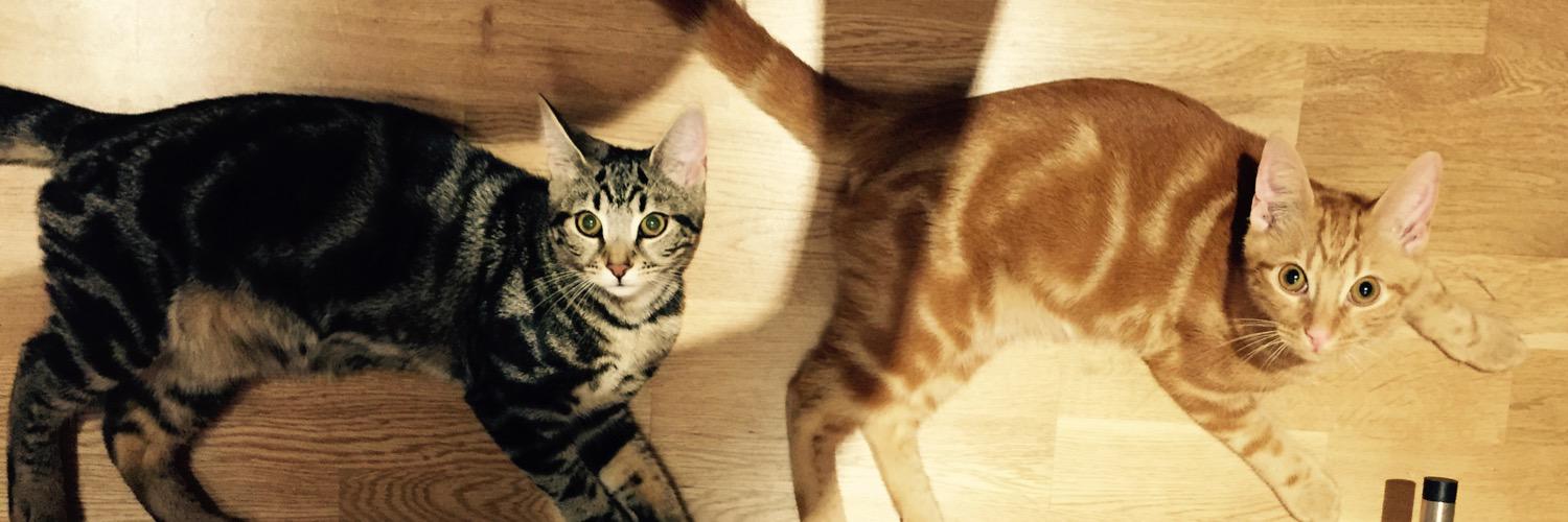 PurrPals2015's profile banner image