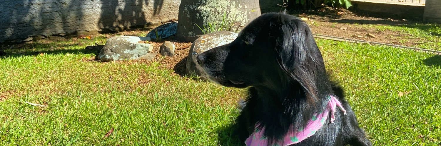 maitesgoedert's profile banner image
