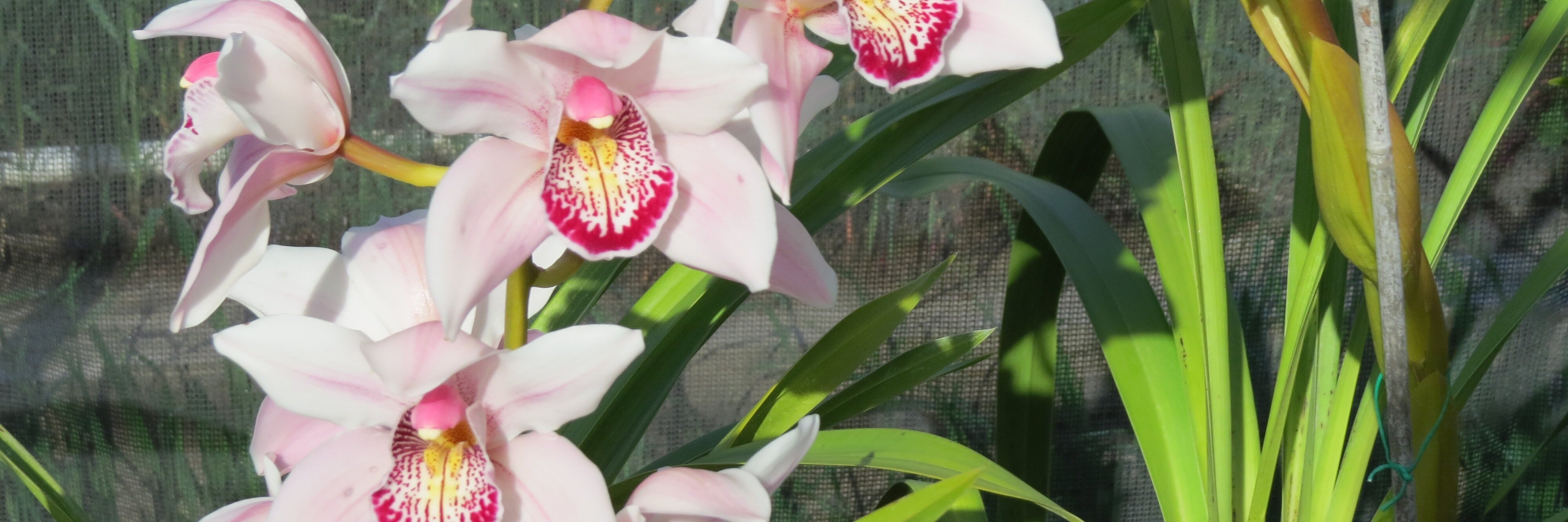 RoxeneKimes's profile banner image