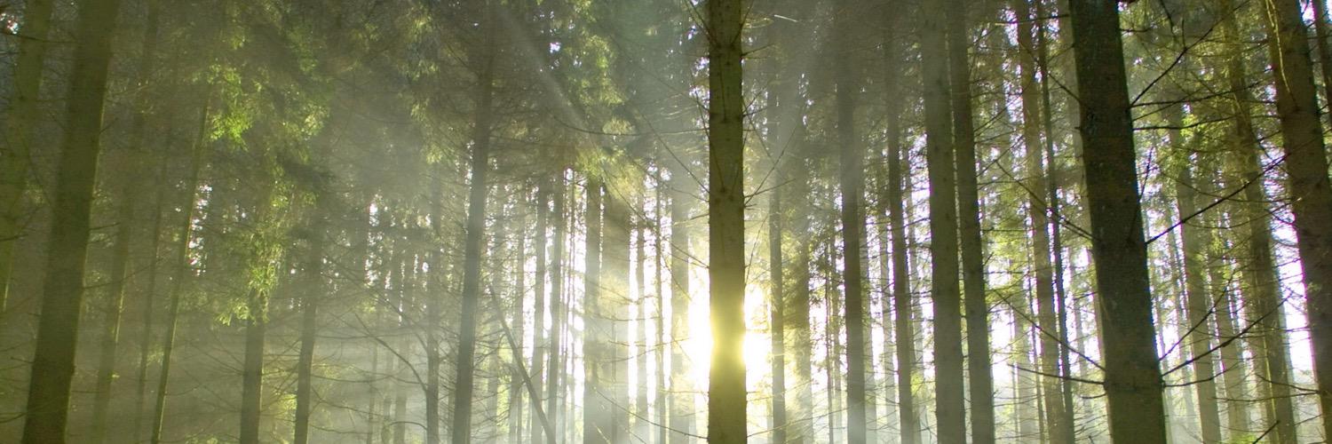 holzstapel's profile banner image