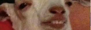 EthanCollie26's profile banner image