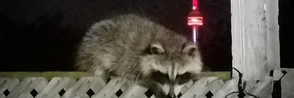 Toronto Trash Panda banner