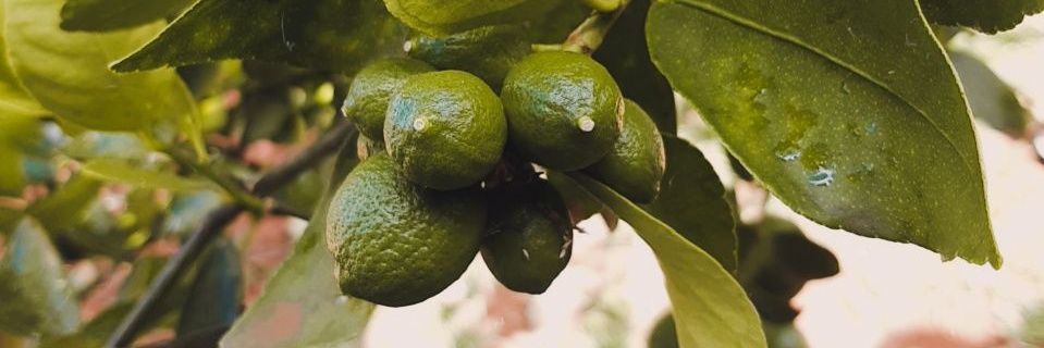 luizabritof's profile banner image