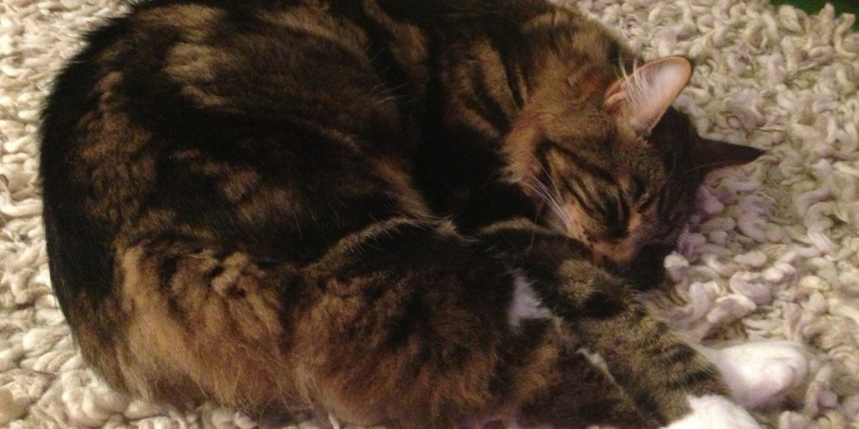 Catherine Burd banner