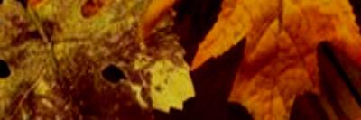 MissVictoria_19's profile banner image