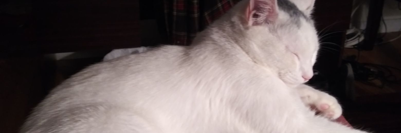 Victor Vispetto banner