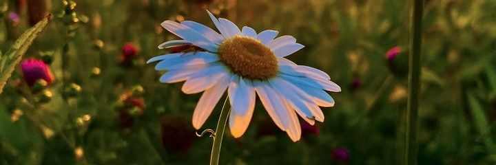 Flor_Erendira's profile banner image