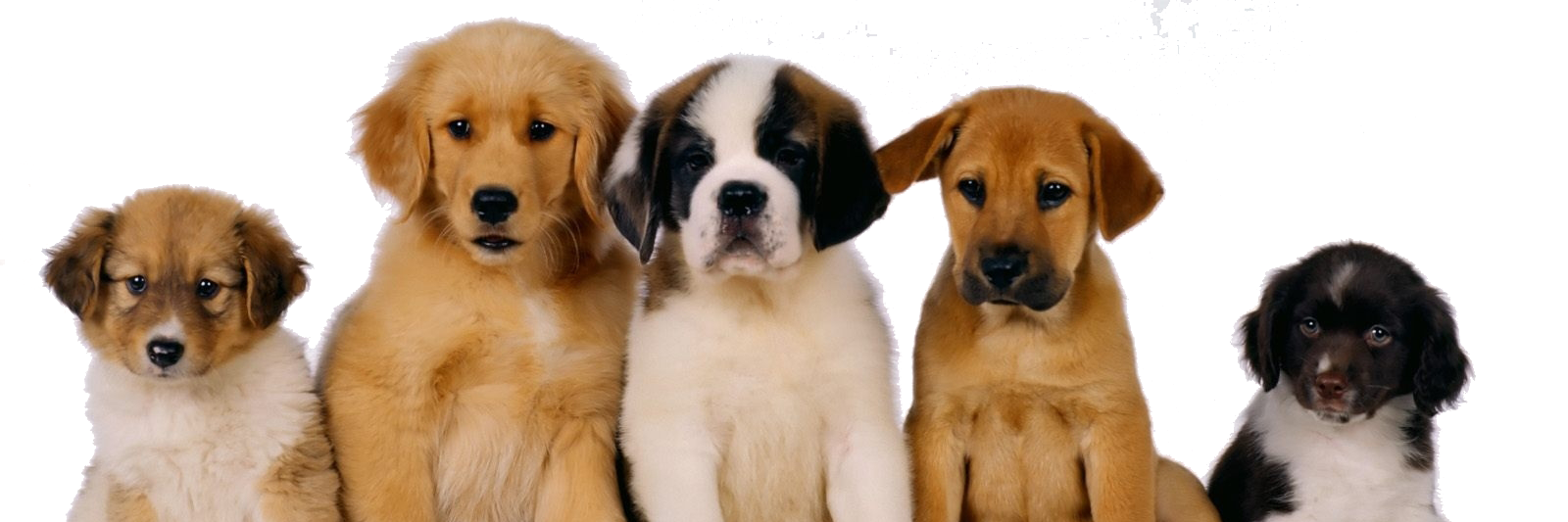 AllDogs__'s profile banner image
