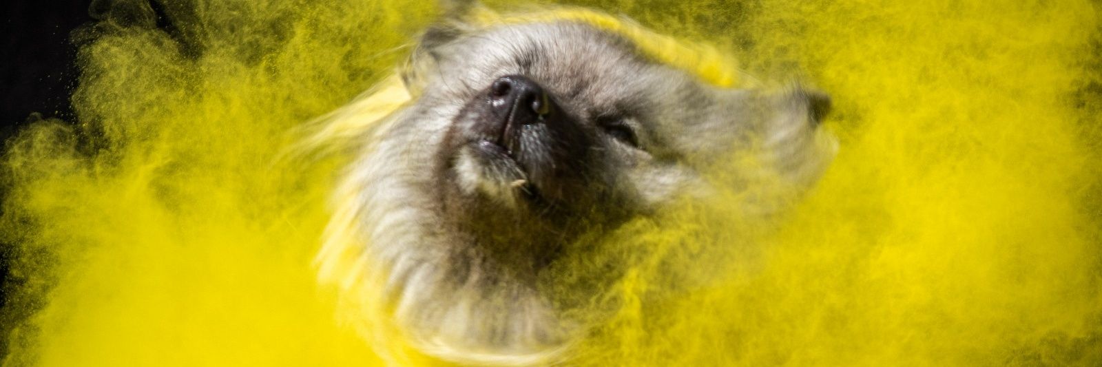 Kraesii's profile banner image