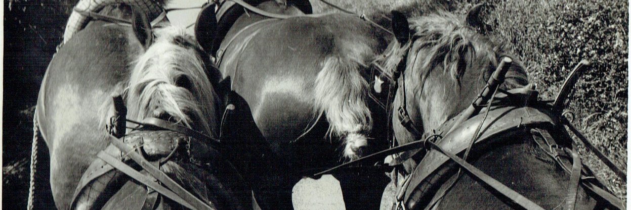 SHS_archivers's profile banner image
