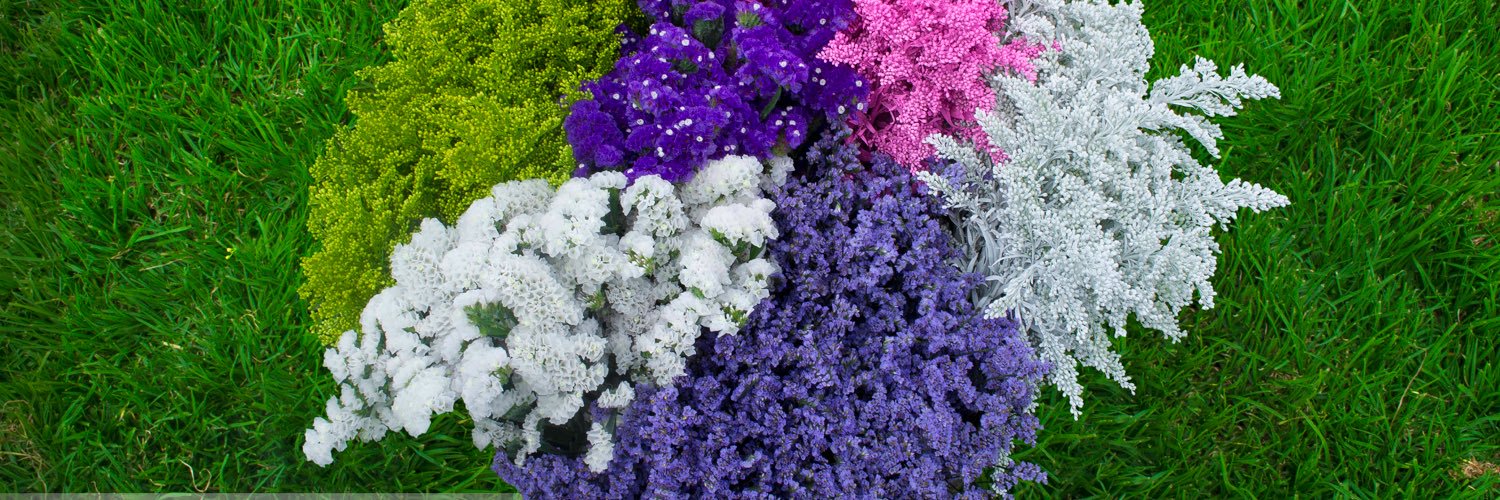 PlazoletaFlower's profile banner image