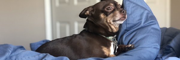 BuddyFromMiami Profile Banner