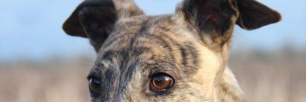 Lucy Marfleet banner