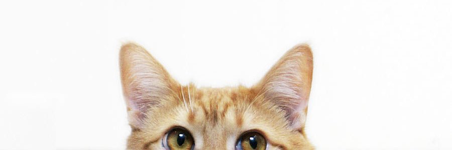 jesssslynnnn's profile banner image