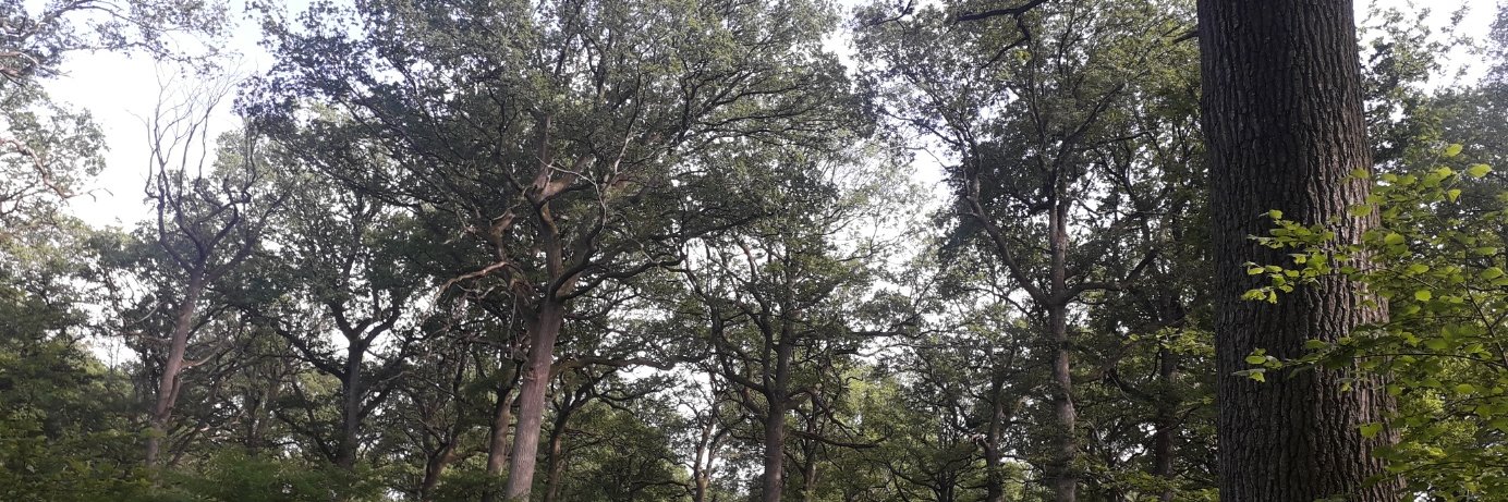 Philippe Cohen banner