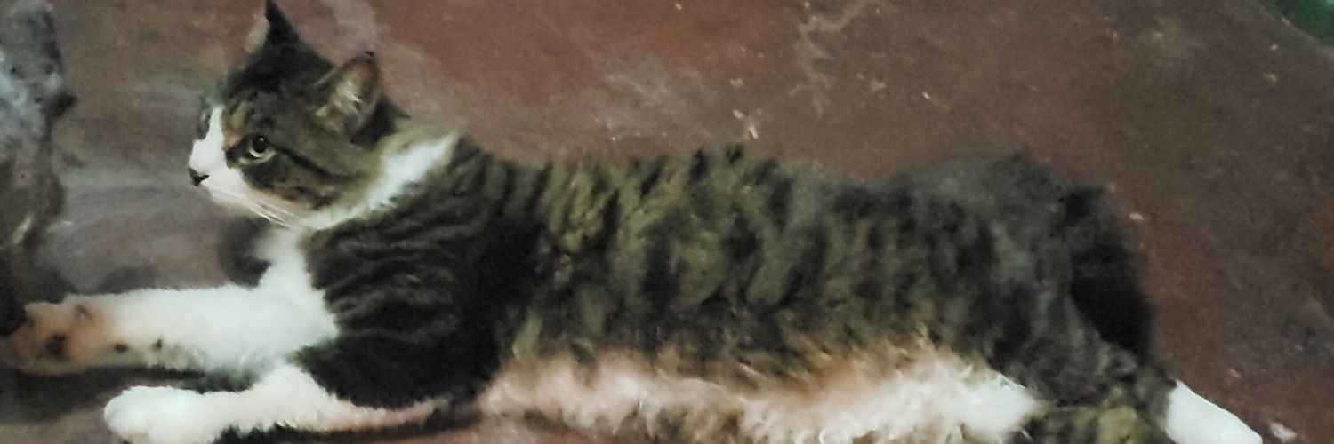 LuchaEdith's profile banner image