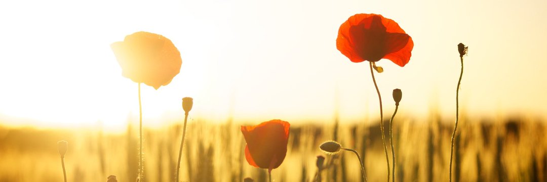 _MiRr_A's profile banner image