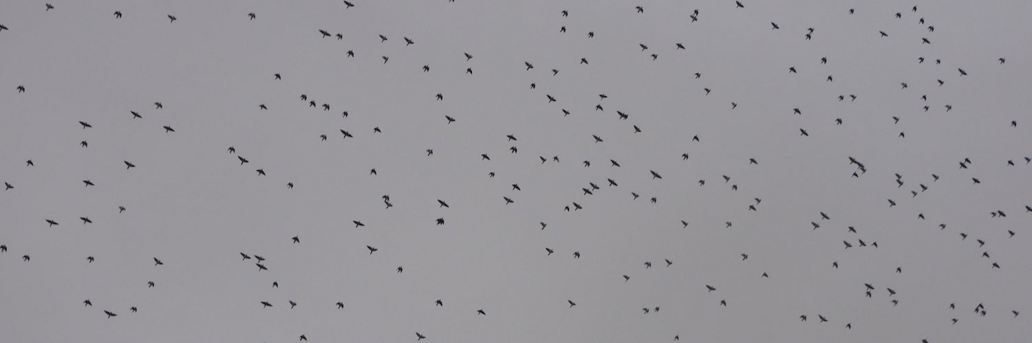 dwebbbirder1's profile banner image