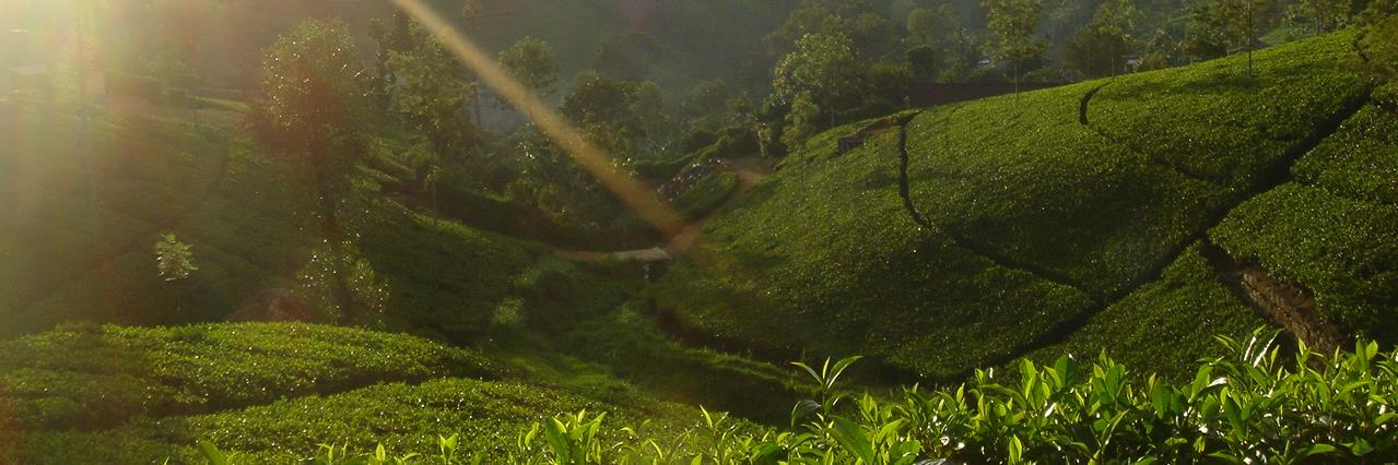 Sunleaftea's profile banner image