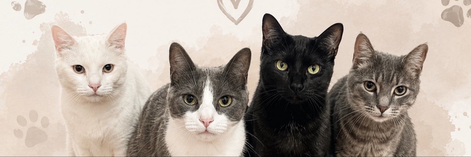 CamiLuduena's profile banner image
