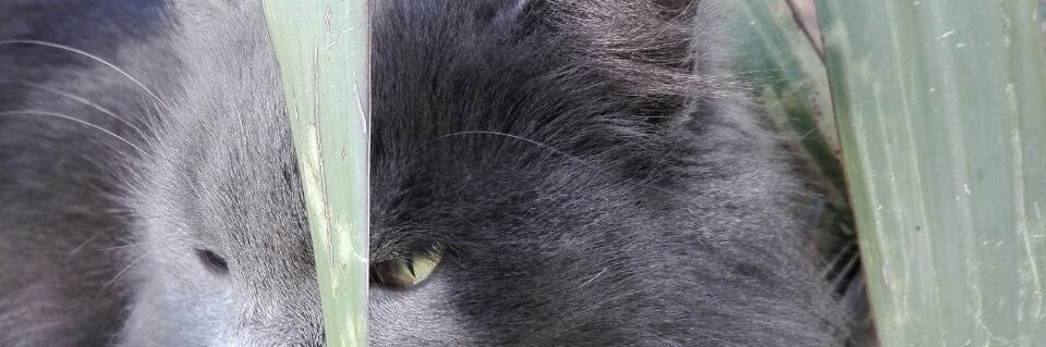 wolf_felina's profile banner image
