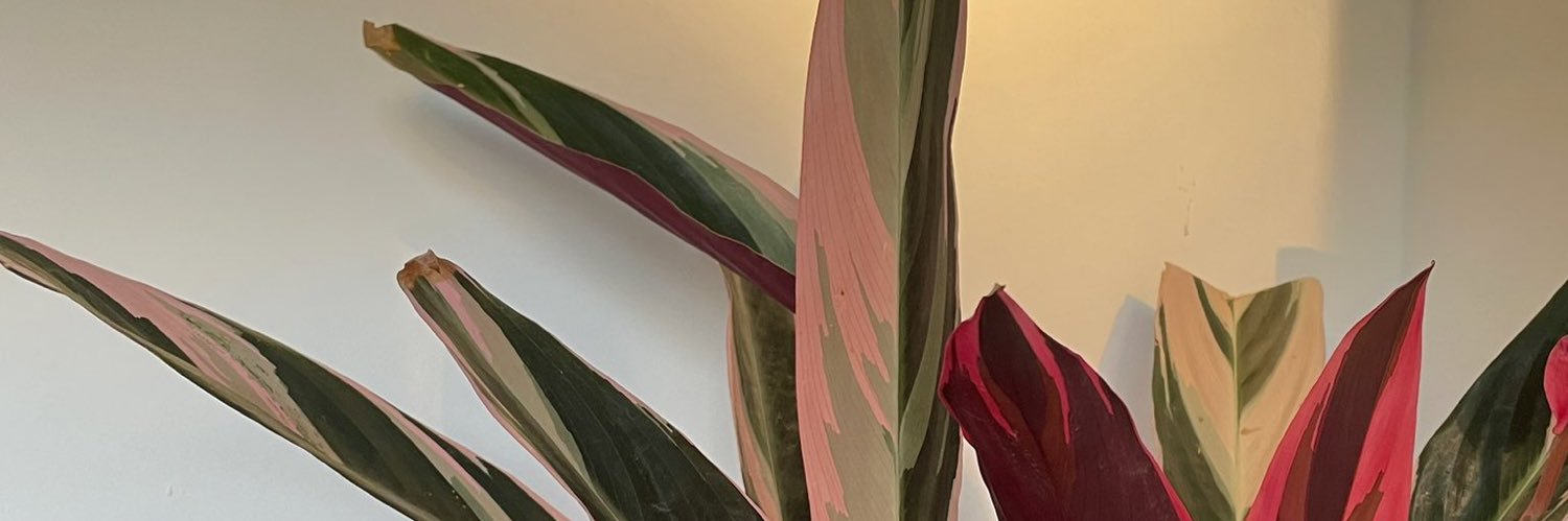SolFontana_'s profile banner image