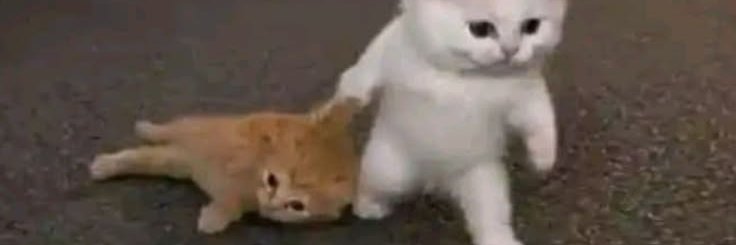 vbetirl's profile banner image