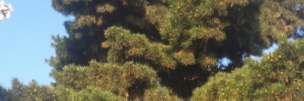 Elmas2011Angel Profile Banner