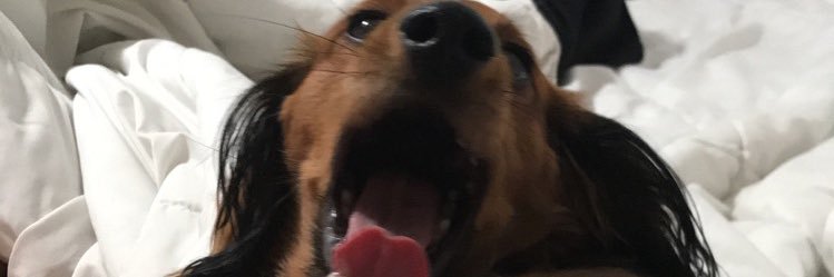 alisonmakn's profile banner image